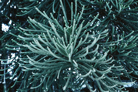 Macro the leaves of Norfolk Island Pine in the winter.の写真素材