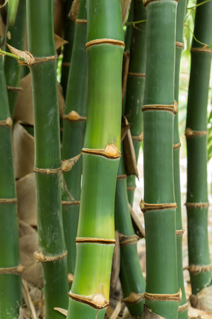 Close up green bamboo in the forest.の写真素材