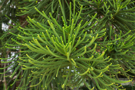 Macro the leaves of Norfolk Island Pine.の写真素材