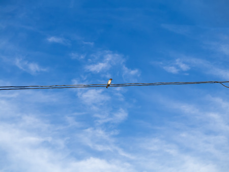 One common swallows on power lines.の写真素材