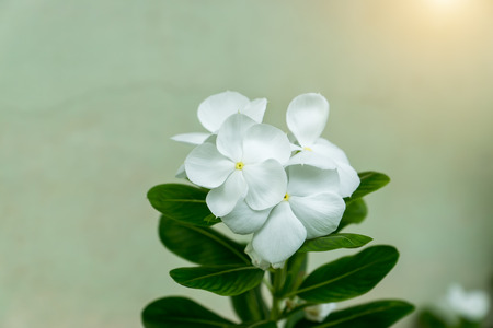 Close up beautiful white vinca flower or watercress flower.の写真素材