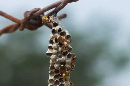 Close up Common Paper Wasp. (Ropalidia fasciata)