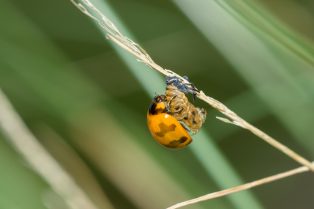 Transverse spotted Ladybug on flower grass.
(Coccinella transversalis)の写真素材