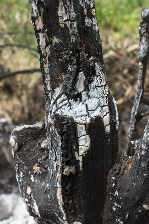 Details on the surface of charcoal.の写真素材