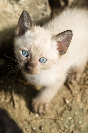 Close up a baby cat on the ground.の写真素材