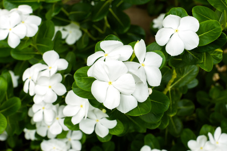 Close up white vinca flower or watercress flower.の写真素材