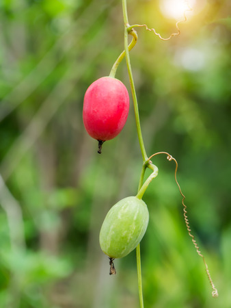 Red fruit of Ivy gourd, Coccinia grandis plant.の写真素材