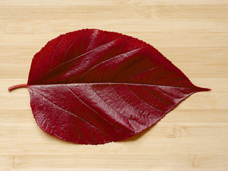 Close up a red leaf on wood.