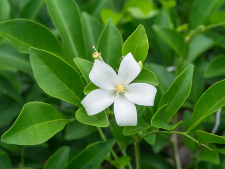 White flower of Orange Jessamine, Satin-wood, Cosmetic Bark Tree, Murraya paniculata, Andaman satinwood, Chanese box tree, Orange jasmine, Satin wood, Murraya exoticaの写真素材