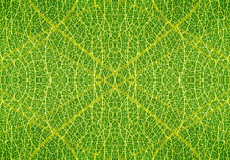 texture of green leaves background.の写真素材