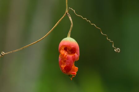 Red fruit of Ivy gourd, Coccinia grandis plant.の写真素材