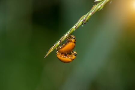 Breeding of beetles on gress.の写真素材