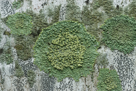Lichens are symbiotic fungi. They are able to grow on the tree.