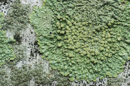 Lichens are symbiotic fungi. They are able to grow on the tree.