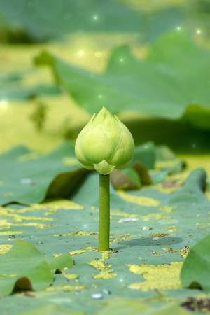 Green lotus flower blooming in the nature.の写真素材