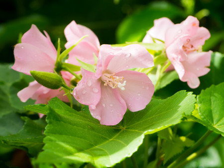 Pink Dombeya flower on tree.の写真素材