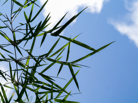 Green bamboo leaves with blue sky background.の写真素材