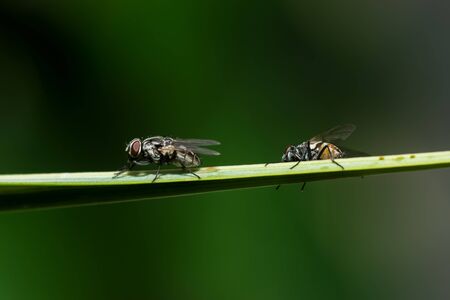 Closeup of House fly on leaf. scientific name: Musca domestica Linnaeusの写真素材