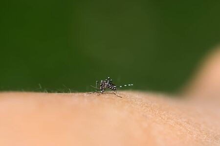 Close-up of a mosquito sucking blood.の写真素材