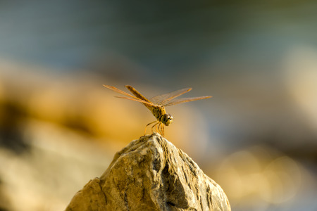 Close up a dragonfly on the rock.の写真素材