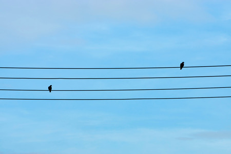 Silhouettes of minimal two barrec ground dove on power lines.の写真素材