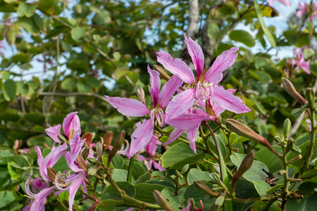 Closed up pink flower of Bauhinia purpurea or Butterfly Tree.の写真素材