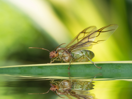 Close up macro of giant ant with wing on the water.の写真素材