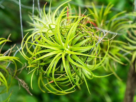 Gren Tillandsia. (Air plant)の写真素材