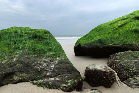 Green algae on rocks at the beach.の写真素材