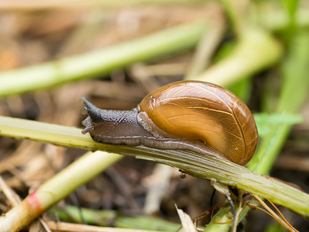 Snail on grass close up.の写真素材