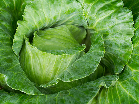 close-up of fresh cabbage in the vegetable garden.