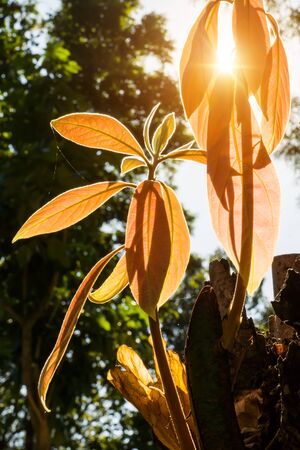 Leaves growing on branches with sunlight.の写真素材