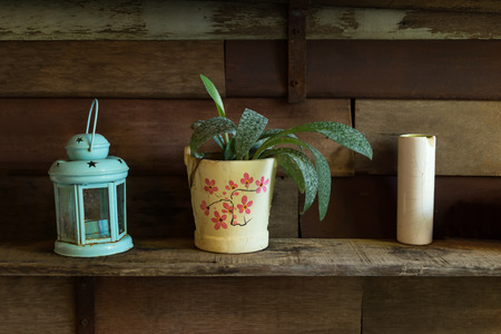 Trees in pots for decorating the walls.の写真素材