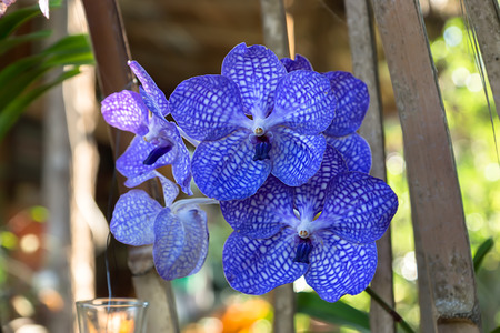 Blue orchid flower in the garden.の写真素材