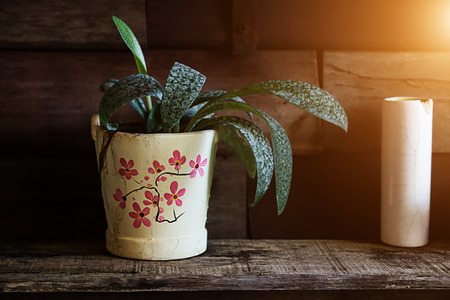 Trees in pots for decorating the walls.の写真素材