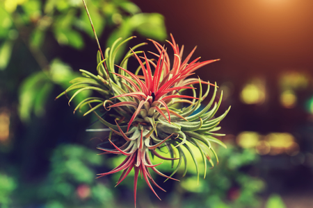 Tillandsia air plant in the vintage color.の写真素材