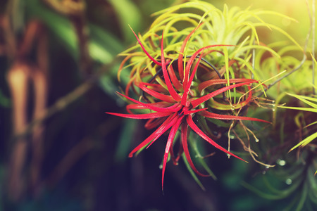 Tillandsia air plant in the vintage color with light.の写真素材