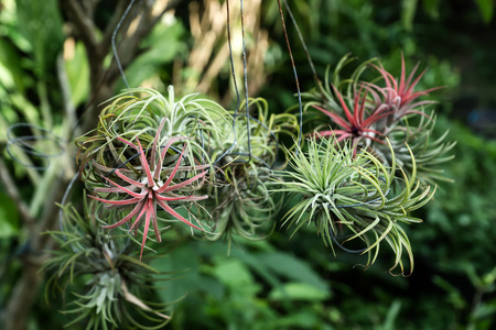 Tillandsia air plant in the nature.の写真素材
