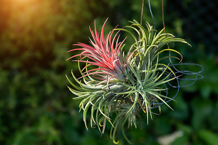 Tillandsia air plant in the nature.の写真素材