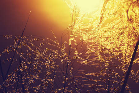 Flower grass in the summer with sunlight in vintage color.の写真素材