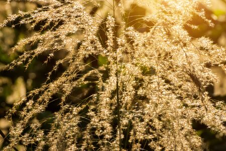Soft focus of Flower grass in the summer with sunlight.の写真素材