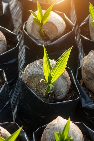 Coconut seedlings and young leaves growing.の写真素材