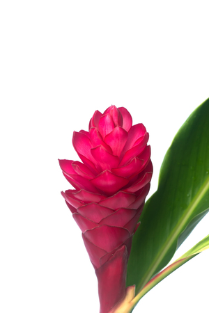 beautiful tropical red ginger flower.の写真素材
