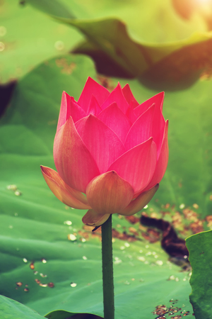 Beautiful pink lotus flower in vintage color with light.の写真素材