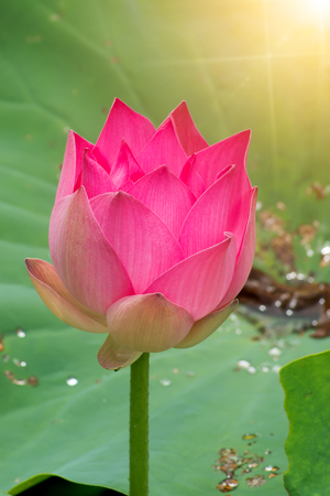 Beautiful pink lotus flower with light.の写真素材