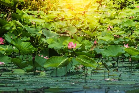 Beautiful pink lotus flower with sunlightの写真素材