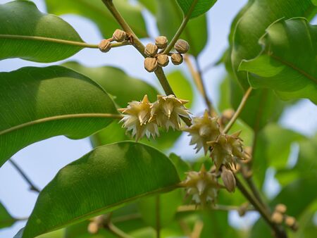 Bullet wood flower, Bukal, Tanjong tree. (Mimusops elengi)の写真素材