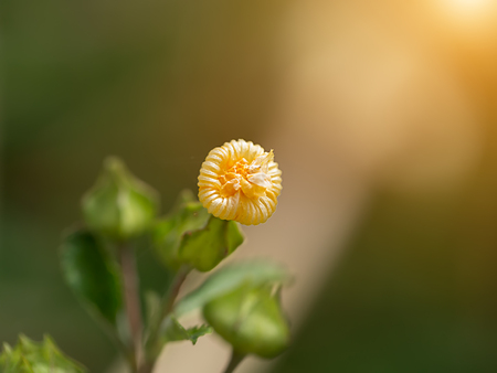 Close up of Country mallow flower in the garden. (Herb - Abutilon indicum)の写真素材