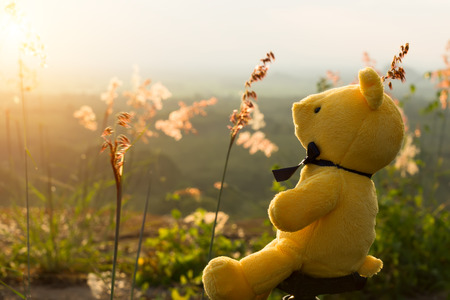 Yellow bear with flower grass in the sunset.の写真素材