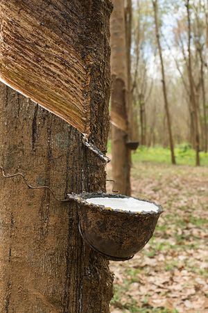 Close up the Fresh latex milk of rubber trees. Raw materials for the rubber industry.の写真素材